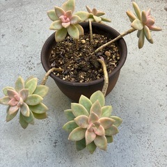 多肉・桜牡丹🌸の画像
