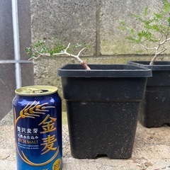 パキプスの画像