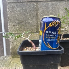 パキプスの画像