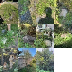 庭木、石、無料で持っていってもらえませんか？の画像