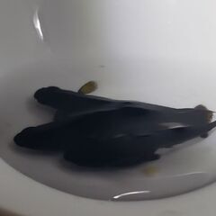 メダカ　ブラックランス　3匹　1000円ですの画像