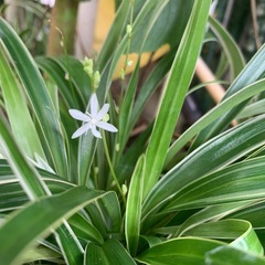 オリズルランの画像