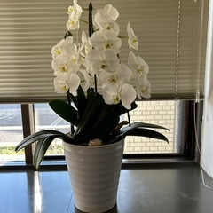 胡蝶蘭の画像