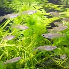 メダカと水草がほしいです☺︎