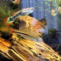 観賞魚 熱帯魚 2ひきの画像
