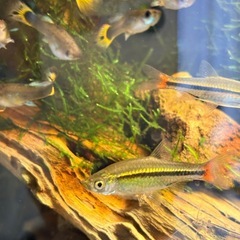 観賞魚 熱帯魚 2ひきの画像