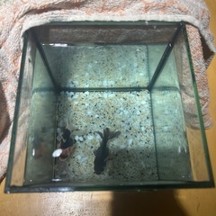 金魚
の画像