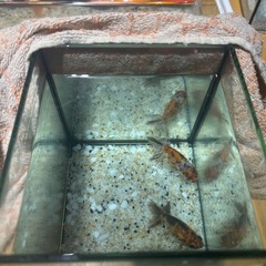 きんぎよ金魚の画像
