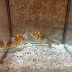 きんぎよ金魚の画像