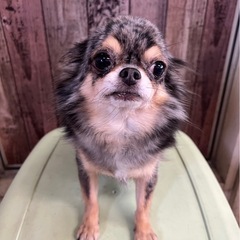 チワワ︎︎ ♀推定4歳