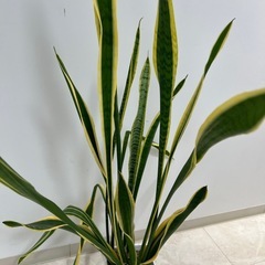 
観葉植物 の画像