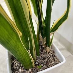 
観葉植物 の画像