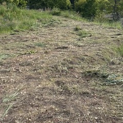 草むしり、剪定やります