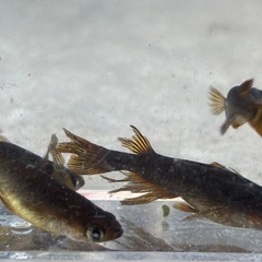 飼育終了最終　妲己メダカ　めだか　９匹　成魚の画像