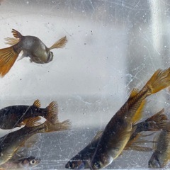 飼育終了最終　妲己メダカ　めだか　９匹　成魚の画像