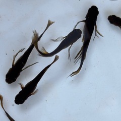 飼育終了最終　妲己メダカ　めだか　９匹　成魚の画像