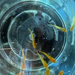 メダカ　各種セール
の画像