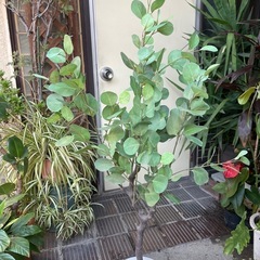 人工観葉植物　ユーカリポポラス　高さ１３０センチの画像