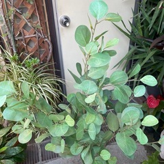 人工観葉植物　ユーカリポポラス　高さ１３０センチの画像