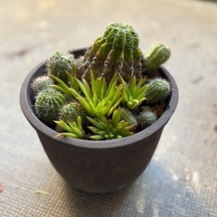 🌵サボテン寄植え 鉢もシックで部屋に馴染みますの画像