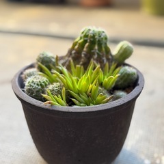 🌵サボテン寄植え 鉢もシックで部屋に馴染みますの画像