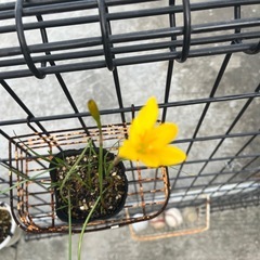 黄色の花の画像
