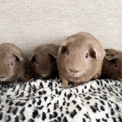 レアカラー⭐️ロシアンモルモット　コーヒー色2匹募集