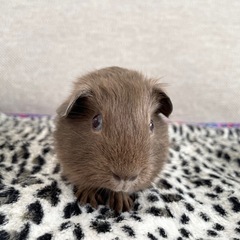 レアカラー⭐️ロシアンモルモット　コーヒー色2匹募集 - 神戸市