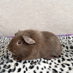 レアカラー⭐️ロシアンモルモット　コーヒー色2匹募集 - 地元のお店