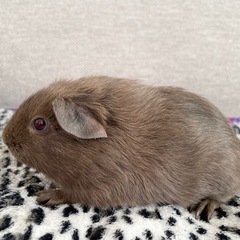 レアカラー⭐️ロシアンモルモット　コーヒー色2匹募集 - ペット