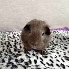 レアカラー⭐️ロシアンモルモット　コーヒー色2匹募集 − 兵庫県