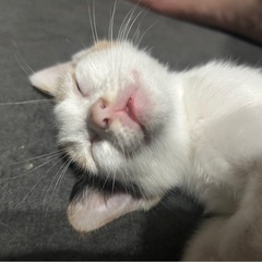 元気いっぱいの三毛猫ちゃん