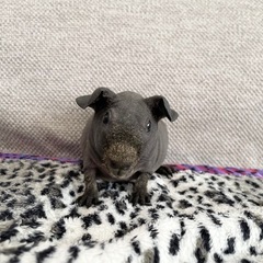 スキニーギニアピッグ　1番君