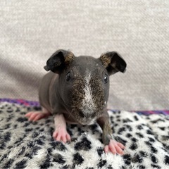 【商談中】スキニーギニアピッグ　4番ちゃん