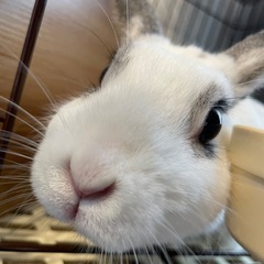 ミニウサギ　無料　ゲージ