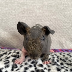 【商談中】スキニーギニアピッグ　5番ちゃん