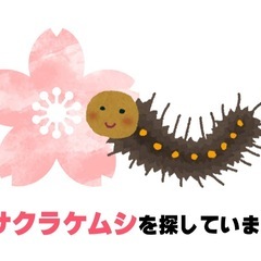 殺虫剤を撒いてないサクラケムシを探してます