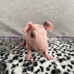 スキニーギニアピッグ　ピンク兄弟 - 神戸市