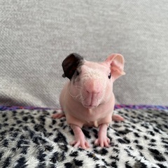 スキニーギニアピッグ　ピンク兄弟 − 兵庫県
