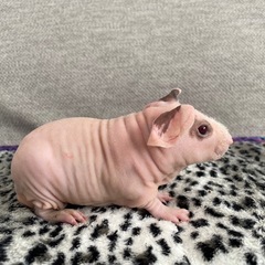 スキニーギニアピッグ　ピンク兄弟 - ペット