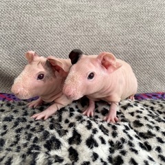 スキニーギニアピッグ　ピンク兄弟