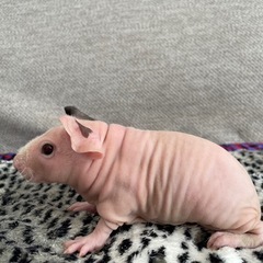 スキニーギニアピッグ　ピンク兄弟 - 地元のお店