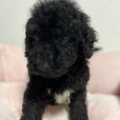 スタンダードプードルの子犬２ケ月の女の子