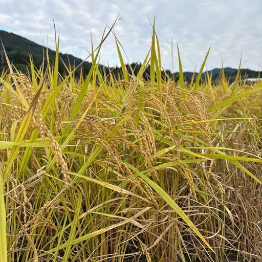 熊本県和水産　令和7年　新米ヒノヒカリ30kg
