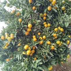 🍊みかんお譲りいたします　10個350円〜 の画像