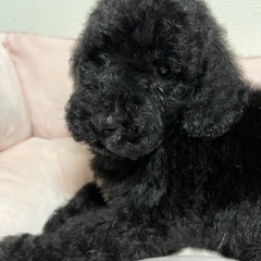 スタンダードプードルの子犬２ケ月男の子