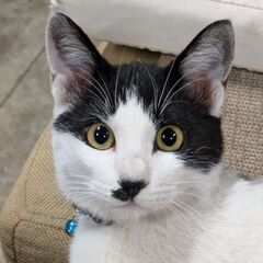 どなたか、家族に迎えて下さい