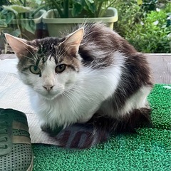 里親さんになっていただけませんか