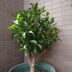 がじゅまるの植木の画像