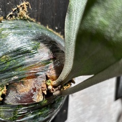 ビカクシダ ネザーランドの画像